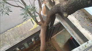 Kitten climbing tree so fast to get food #shorts by Tommy and Family 505 views 3 years ago 26 seconds