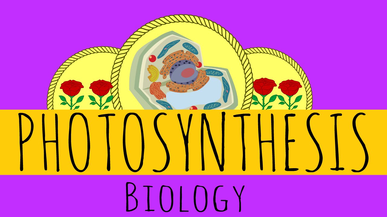 Photosynthesis - Limiting Factors and Equations - GCSE Biology - YouTube