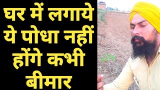 300 बीमारियों का तोड़ सहजन|पशु का दूध बड़ाए|Moringa Tree Benifits|सहजन के फायदे|hindi urdu