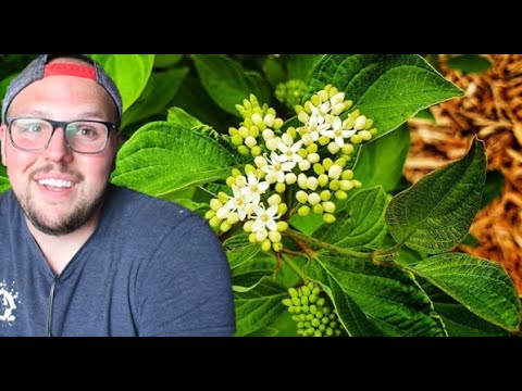 Videó: Vörös gallyas somfa ültetése – Hogyan neveljünk vörös gallyas somfákat