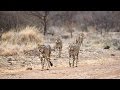 South Africa 2015:  Madikwe Game Reserve:  Cheetah Encounter