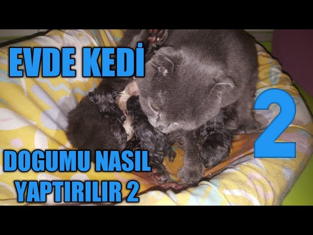 Evde Kedi Dogumu Nasil Yaptirilir 2 Evcil Hayvan Bakimi Youtube