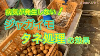 ジャガイモの消毒【種子・品種・家庭菜園】