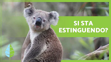 Perché il koala rischia l'estinzione?