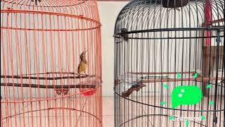 koloni tarung sogon Sulawesi trotol vs sogon Jawa.cocok buat pancingan sogon bahan agar cepat bunyi