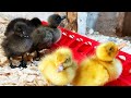 New Weird Duck Breed I had to Add to my Farm