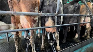 Hereford Milking Just Can t Keep Up