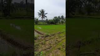 වී වගාව agriculture farming srilanka village lifestyle paddy