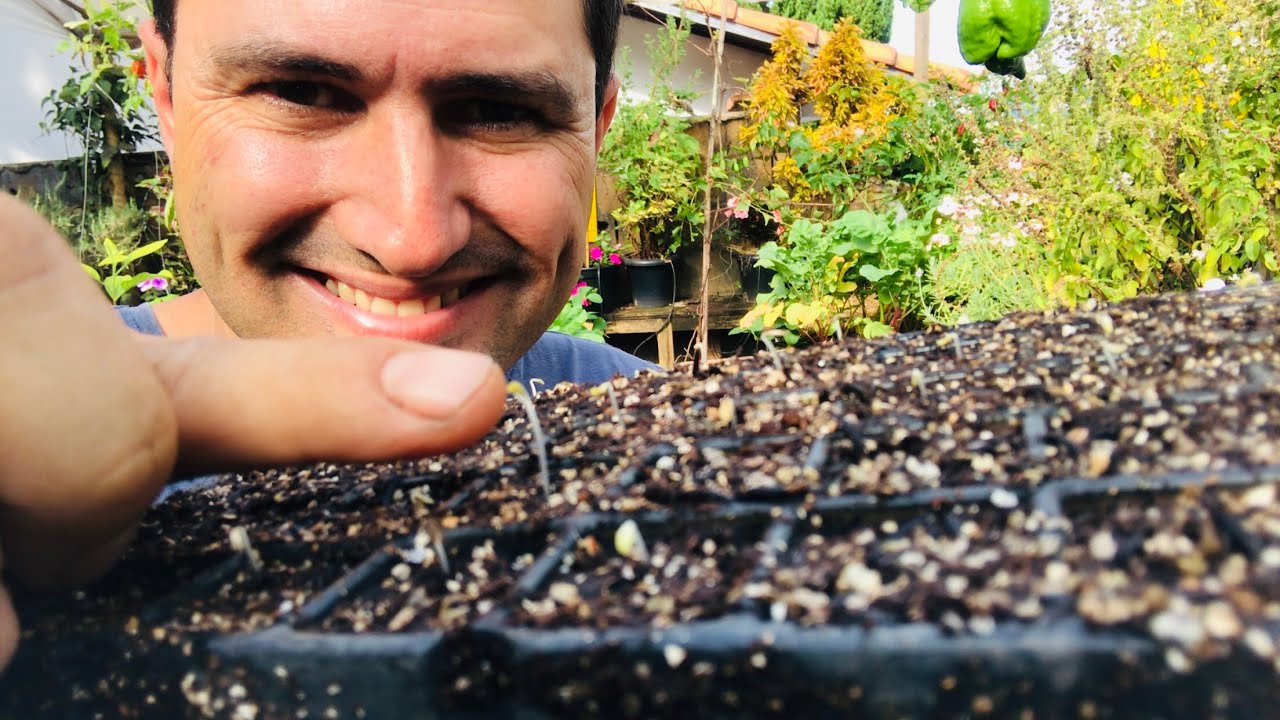 COMO GERMINAR SEMENTE DE ALFACE FACILMENTE