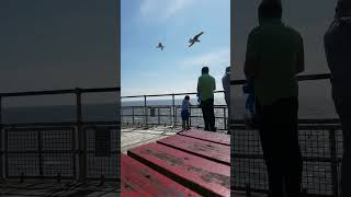 FEEDING GULLS