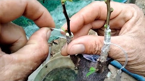 Hai cách ghép vỏ và ghép nêm cho hoa giấy