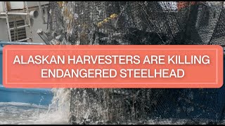 Alaskan Harvesters are Killing Endangered Steelhead