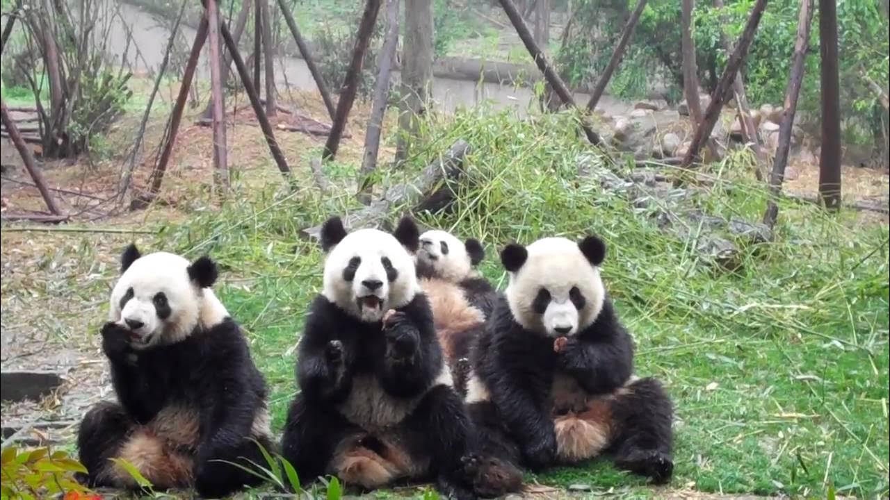 Day pandas. Day pandas