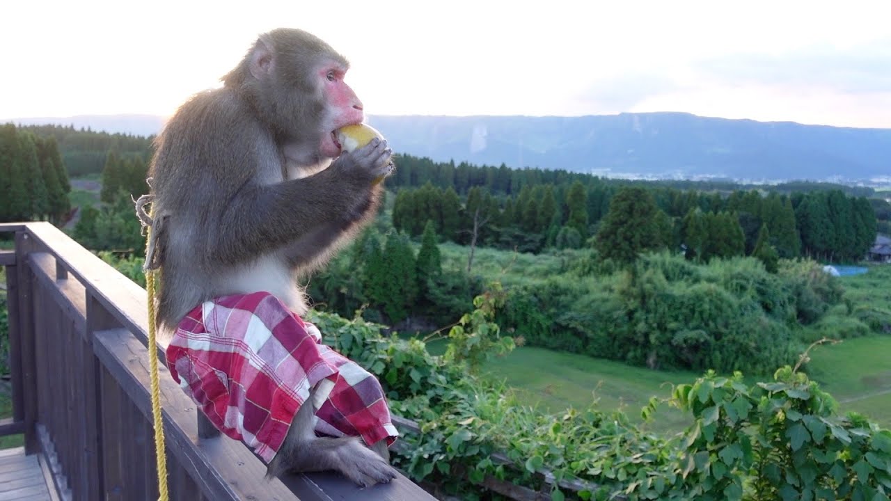 The Genius Monkey Feeling the End of Summer - YouTube