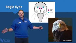 Adventures in Eagle Territory: Amazing Eagle Eyes