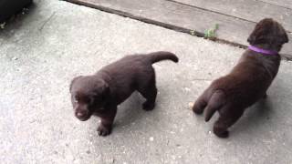 Nos Bebes Labradors Chocolat A 1 Mois Youtube Nos Bebes Labradors Chocolat A 1 Mois Youtube