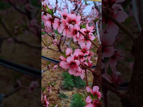 تو قوی تر از دردهایی هستی که بهت تحمیل شده