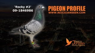 Pigeon Profile: 'Rocky #2' 09-1846986