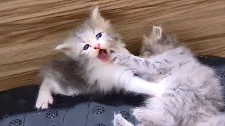 Tiny Kitten keeps slapping and biting other Kitten, but regrets instantly! by SnikoPaws - Funny Kittens 2,838 views 1 year ago 2 minutes, 25 seconds