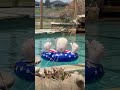 Get your Trump pool float before they sell out again this summer. #ma...
