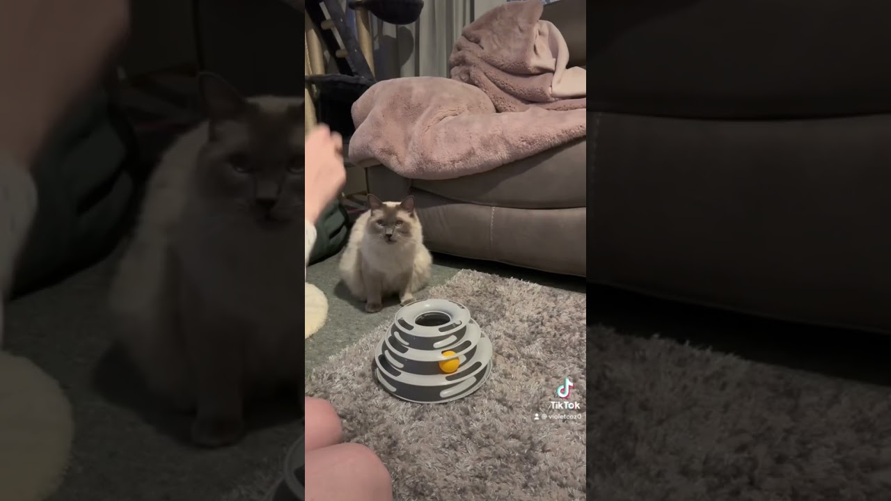 Miki and Neko doing tricks 🐱🌸 #cats #birman #ragdoll #cattricks