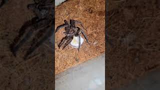 How It's Made (Spider Egg Sack)