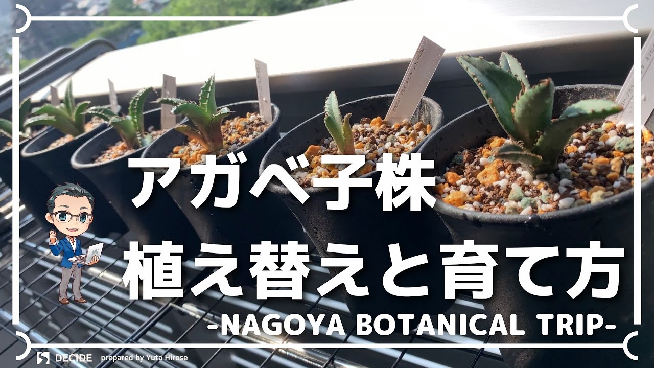 アガベ子株の植え替えの土と育て方！チタノタ実生の根っこや鉢に衝撃