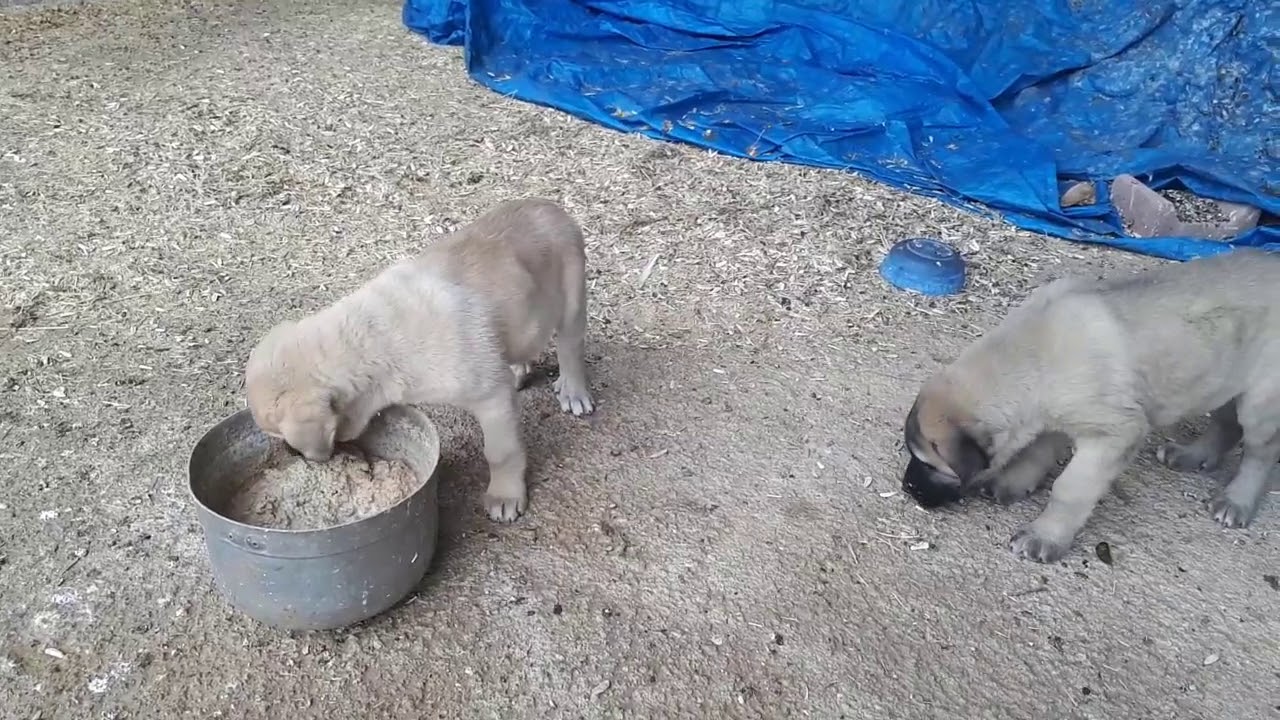 köpek yavrusunu yermi