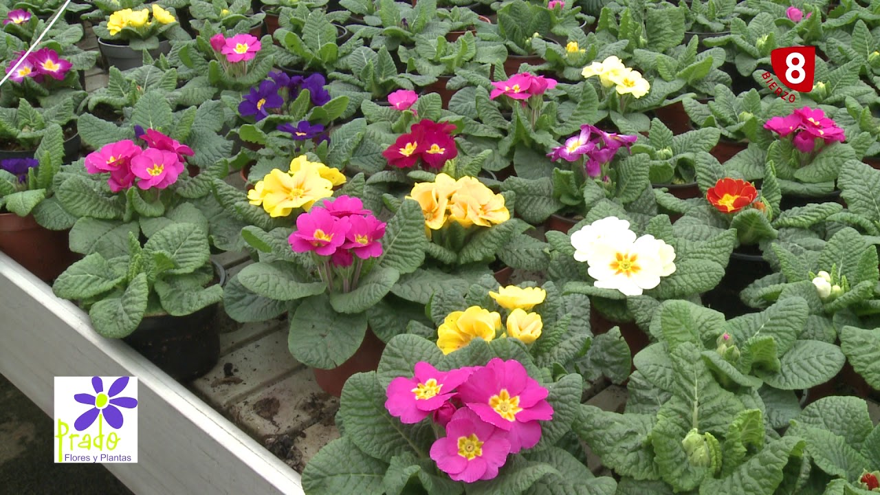 Primaveras y Camelias - Tu jardín a punto con Viveros Prado