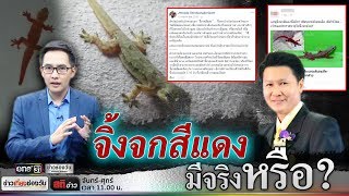 สติข่าว | จิ้งจกสีแดง แฝงปาฎิหาริย์จริงหรือ ? | ข่าวช่องวัน | one31