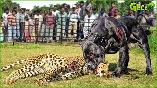 OMG! Local People Protect Their Dogs From The Hunt Of Hungry Leopards, How Will They Do?