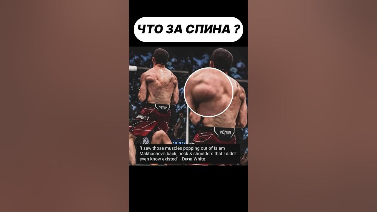 Махачев спина. Махачев спина. Махачев спина. Махачев спина. Махачев чемпион юфс.