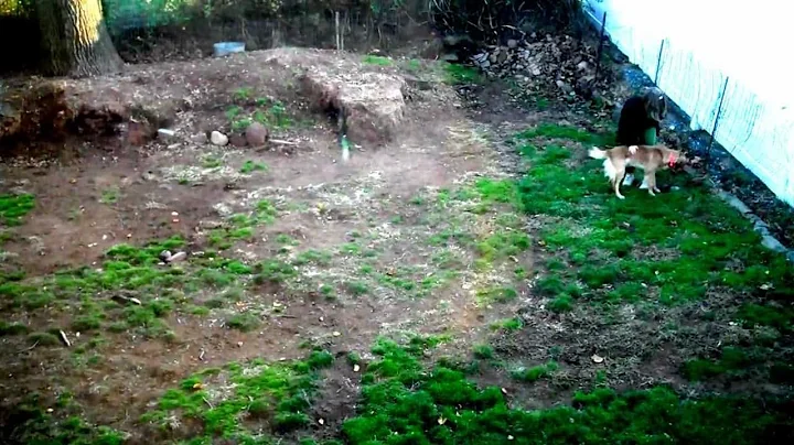 Video 75