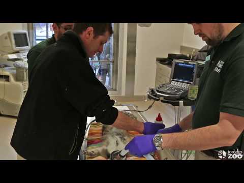 National Wildlife Week In The Toronto Zoo Wildlife Health Centre