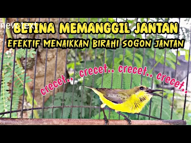 SOGON BETINA MEMANGGIL JANTAN  ‼ AMPUH UNTUK PANCINGAN SOGON AGAR BUNYI DAN NAIK BIRAHI class=