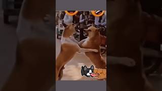 Bol Sunny Leone murdabad | Dog funny video shorts