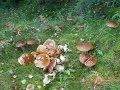 Белые грибы в Суоми