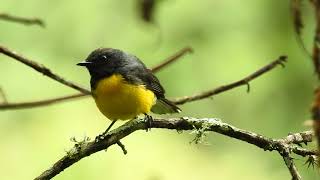 Myioborus miniatus, Slate-throated Redstar, Arañero Abanico