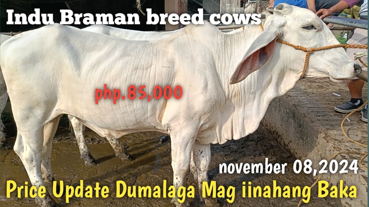 Inahin Dumalaga at Mag iinahang Baka Padre Garcia Batangas - YouTube