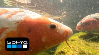 Fish Eye View | Inside the Koi Palace