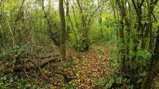 Rain Sounds in an Urban Woodland - 30 Minutes Binaural Audio (Headphones)