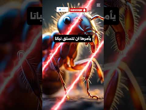معلومات غريبه ومدهشه حول الفطر ستبهر