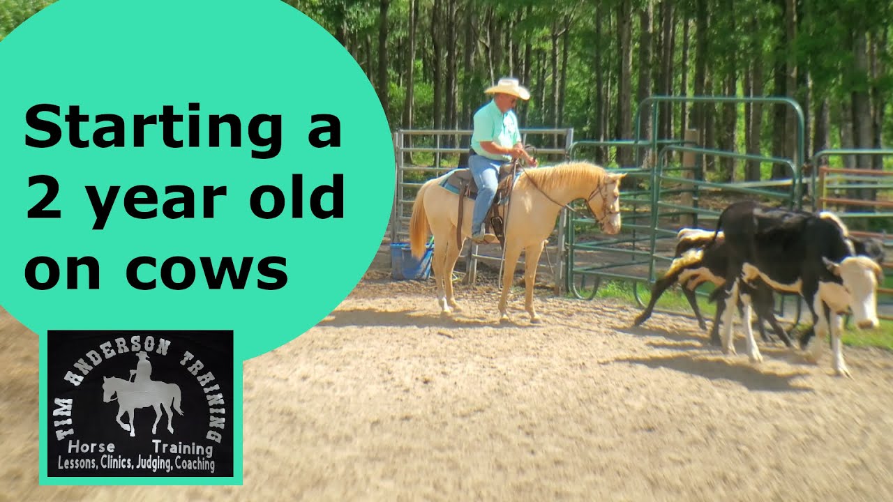 First time tracking cows. Starting a horse working cows.