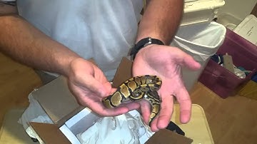 Ball Python Pick Up and unboxing from Memphis Reptiles @ Queen City Constrictors