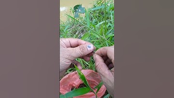 mancing ikan di sungai saat banjir