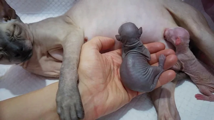Video 3543111: tiny sphynx kitten, newborn sphynx kittens, sphynx kittens first