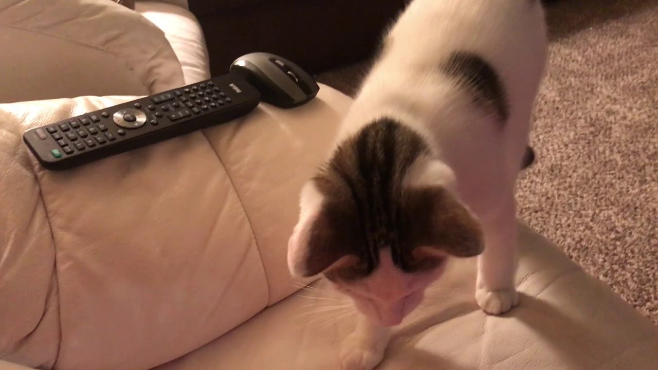 Cat acts like a dog. YouTube