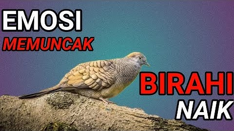 Perkutut lokal BIRAHI -nguwor dan kerot memancing LAWAN.
