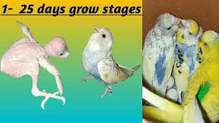 budgies growth stages |budgies baby #youtube #budgies #trending #viralvideo #youtubevideo