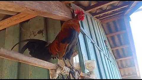 qaib dib qua zoo heev li.